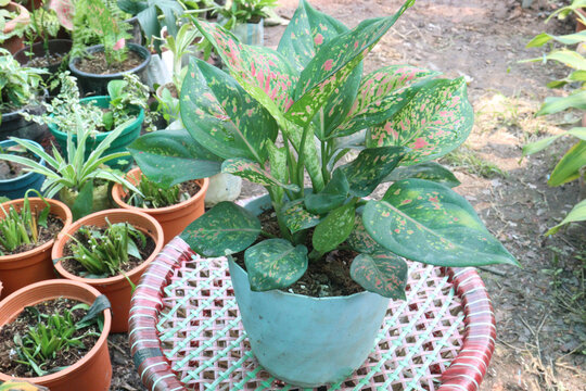 pink colored Aglaonema tree on pot in nursery