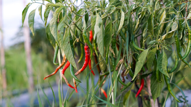 Photo of chili plants affected by the anthracnose virus.