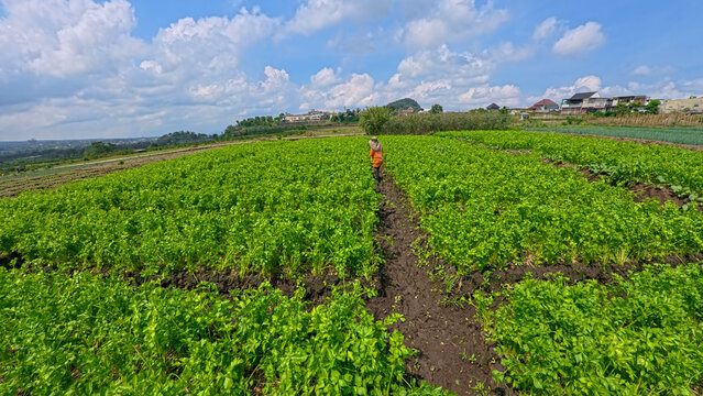 Beautiful green celery plantation field with neat rows under a blue sky.