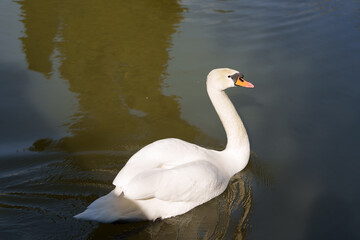 Fototapeta premium A mute swan swimming on the water. The water surface has a yellowish-brown tint with highlights and light ripples. Medium shot.