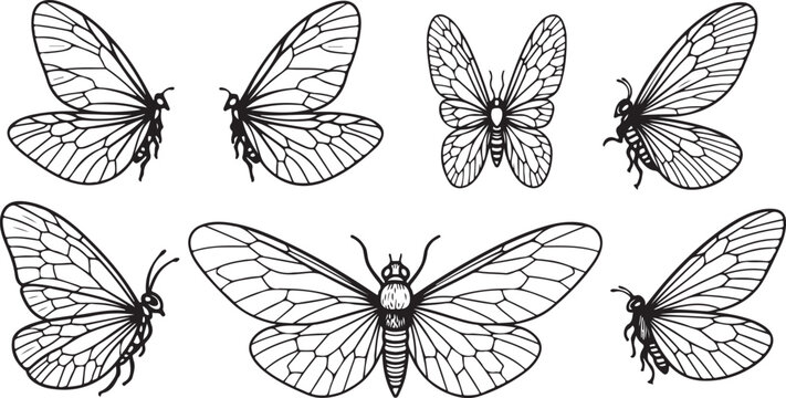 Black and white butterfly wings patterns vector design Vector