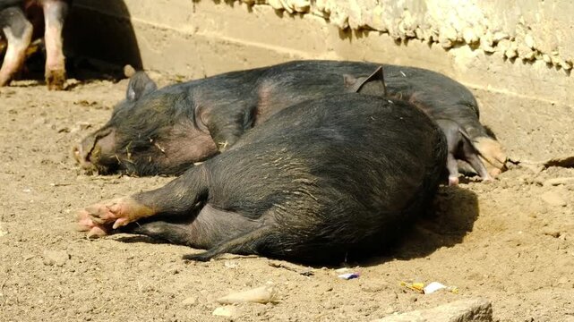 Large black sow lies comfortably in the sun while her newborn piglets huddle close to nurse. A peaceful scene of maternal care and natural feeding on a sunny farm