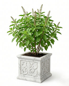 tulsi plant in white stone planter for holy basil botanical home garden and ayurvedic wellness concept