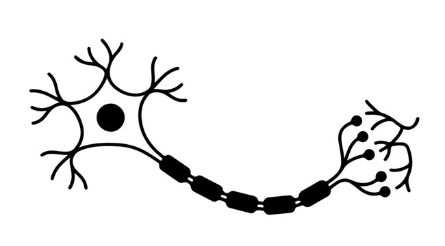 Neuron anatomy structure silhouette diagram with soma axon myelin sheath and synapses vector