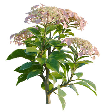 Hydrangea macrophylla MistyRose tree plan, top view, cutout, transparent background, isolate, Beautiful pink hydrangea flower close-up, detailed texture, floral nature, springtime blossom
