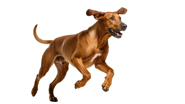 Isolated Rhodesian Ridgeback dog running full speed with ears flapping and happy expression