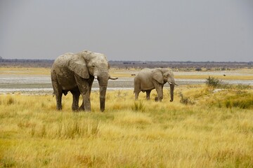 Obraz premium Two African elephant bulls stand in the golden grasslands near the vast Etosha Salt Pan in Etosha National Park, Namibia. This impressive safari scene with a wide horizon and dry African wilderness ca