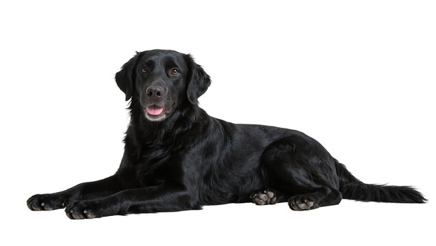 Isolated black dog lying down, happy pet animal looking at camera with open mouth