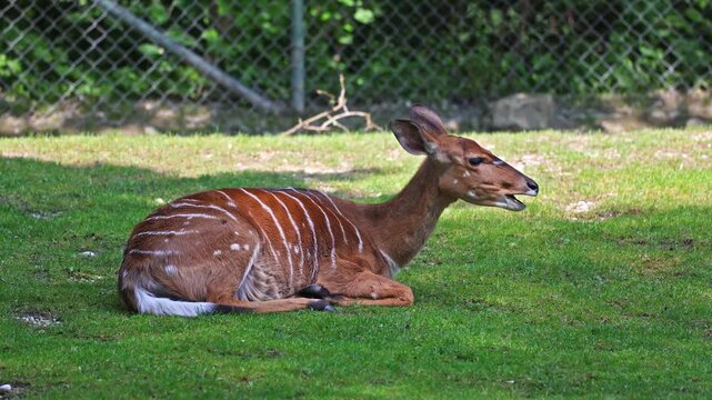 The nyala, Tragelaphus angasii is a spiral-horned antelope native to Southern Africa. It is a species of the family Bovidae and genus Nyala, also considered to be in the genus Tragelaphus. 