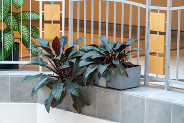 Indoor Philodendron plants in sleek grey planters on a tiled ledge, framed by a modern white and wooden railing, creating a tranquil and stylish green space in a contemporary building. © Michael