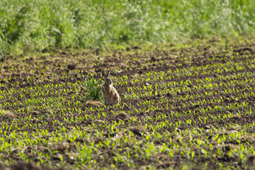 Hare eating grass in a cultivated field, field hare in a field surrounded by shoots in a row, vegetable plants in a row, young shoots, sunny, hares,  Leporidae © Rebecca