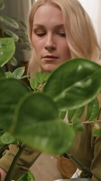Vertical handheld shot of young Caucasian woman bringing potted Zamioculcas zamiifolia plant and checking its health during home care routine