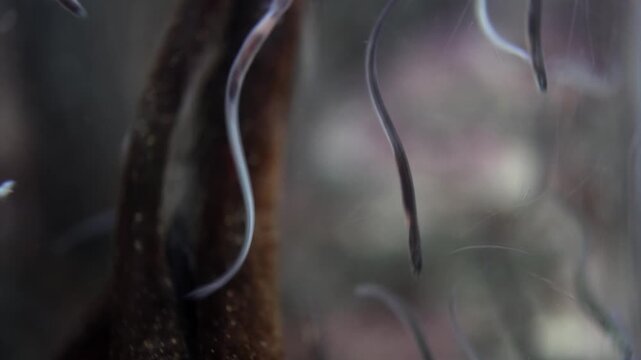 Transparent aquatic eels swim gracefully around a submerged branch in a clear tank, showcasing their elongated bodies and fluid movements in a natural habitat