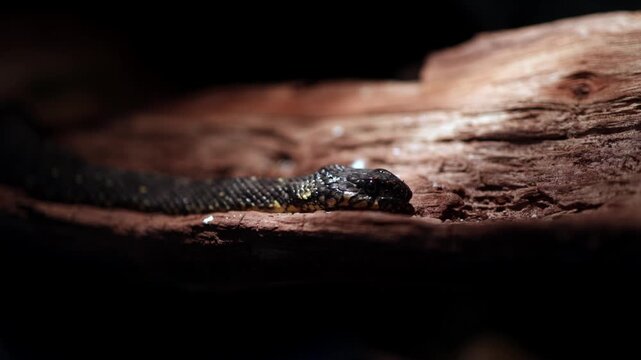 Black snake slithering along a textured wooden log in a dimly lit environment, showcasing its scales and movement in a natural habitat setting
