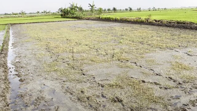 Ploughed rice field muddy soil prepared for planting season