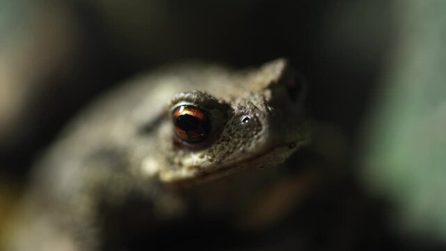 Close-up of a brown frog with distinct features and shiny eyes, showcasing gradual changes in expression and posture against a blurred natural background