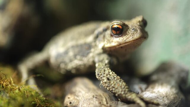 Small brown frog with prominent eyes shifts position on mossy surface, showcasing its textured skin and surroundings in a natural habitat setting