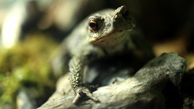 Close-up of a brown toad resting on a rock with moss, showcasing its textured skin and vibrant eyes in a natural habitat setting