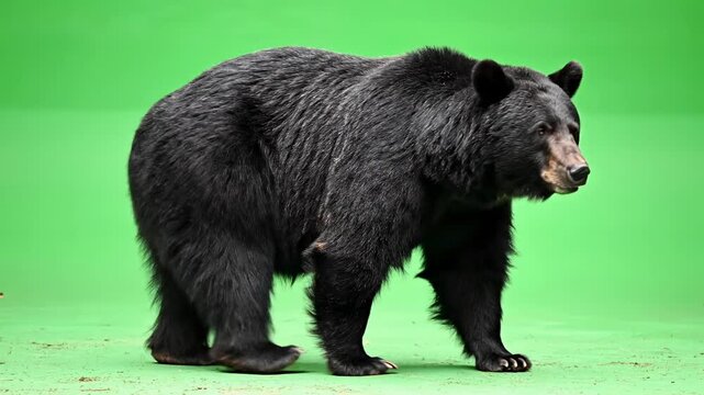 Black bear walking across green screen