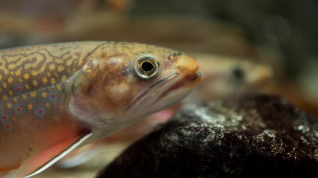Colorful brook trout swims gracefully through clear water, showcasing intricate patterns and vibrant colors against a natural aquatic backdrop with rocks and plants