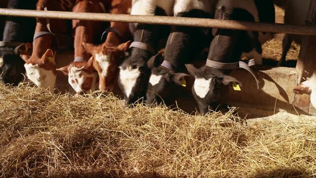 Row of young calves with identification tags eating hay from a trough inside a sunny barn. Domestic farm animals feeding on straw represents dairy farming and livestock production concepts