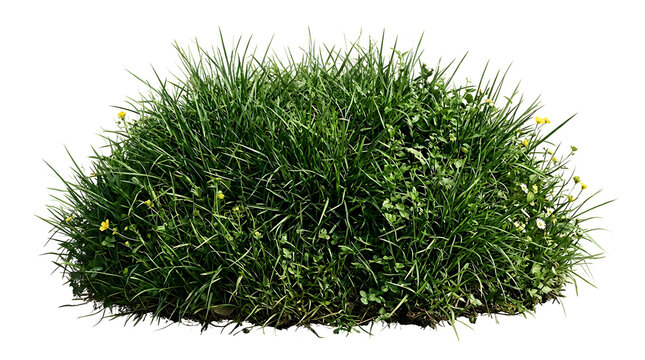 Dense green grass bush patch with small wild flowers cutout isolated transparent PNG