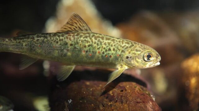 Freshwater fish swimming gracefully through clear water, showcasing vibrant patterns and textures against a natural rocky underwater environment