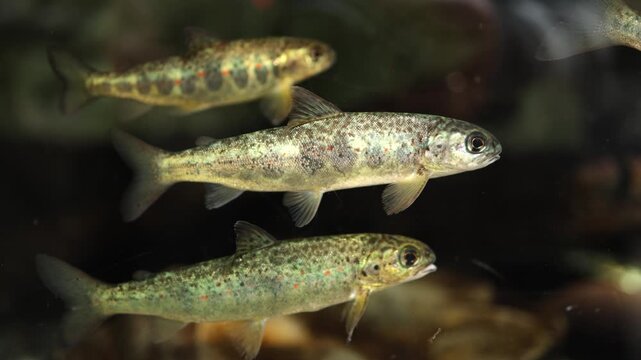 School of fish swimming gracefully in clear water, showcasing their vibrant colors and patterns while moving through a natural aquatic environment