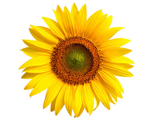 Obraz premium Untitled design - Blooming sunflower head isolated transparent PNG (3)