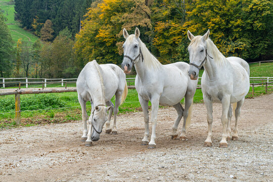 Lipizzaner Horses Grazing and Standing Together at Piber Stud Farm, Austria. Group of white Lipizzaner horses in a paddock at Lipizzaner Stud Piber in Styria, 