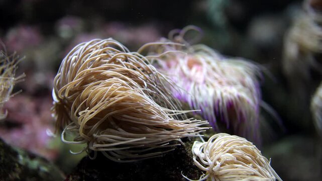 Underwater scene featuring multiple sea anemones swaying gently in the ocean current, showcasing their long tentacles and vibrant colors against a rocky substrate