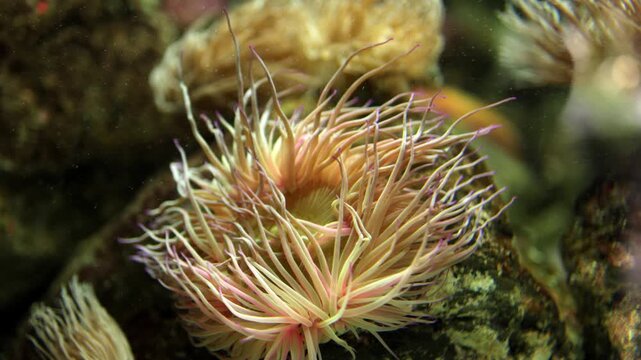 Colorful sea anemone with flowing tentacles sways gently in the ocean water, surrounded by rocky substrate and other marine life in a vibrant underwater ecosystem
