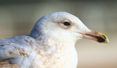 Obraz premium close up of a white pigeon