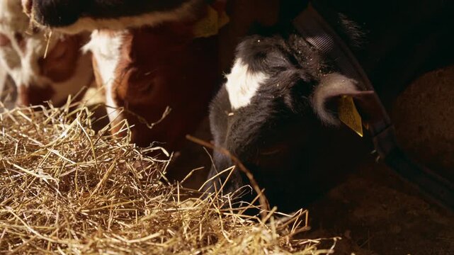 Several young cows peacefully eating dry hay from a manger inside a stable, a rural scene representing farming and livestock husbandry on a sunny day in the countryside. Slow motion, 4K