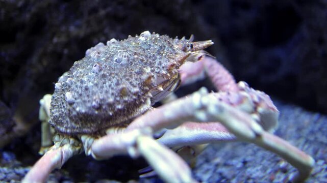 Crab with textured shell moves across the sandy ocean floor, showcasing its legs and claws while navigating through a rocky underwater environment