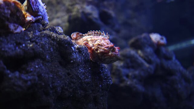 Colorful scorpionfish resting on dark rocky substrate in an aquarium, showcasing vibrant textures and aquatic environment with soft lighting enhancing the underwater scene