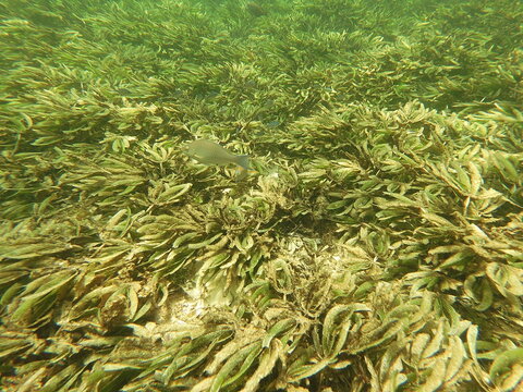 parrotfish scaridae above Indo-Pacific seagrass Thalassodendron ciliatum, commonly known as sickle-leaved cymodocea
