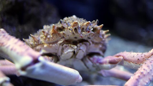 Close-up of a crab with textured shell and prominent claws moving through water in an aquarium setting, showcasing its natural habitat and aquatic environment