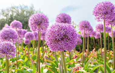 Fototapeta premium Purple allium flowers blooming in a vibrant garden, showcasing spherical clusters atop tall green stems under a clear blue sky with soft clouds