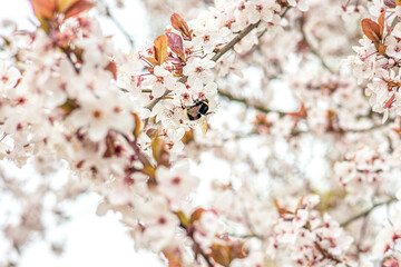 Fototapeta premium Bee Pollinating White Spring Blossoms in Soft Natural Light