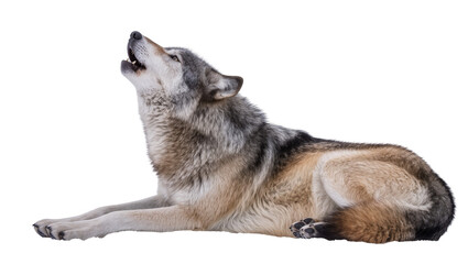 Isolated grey wolf lying down, raising its head and howling loudly, wild animal portrait © Oisin