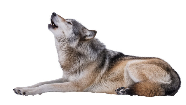 Isolated grey wolf lying down, raising its head and howling loudly, wild animal portrait