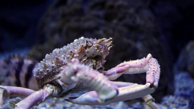 Crab with textured shell moves across rocky aquarium floor, showcasing its claws and legs in a vibrant underwater environment filled with natural elements