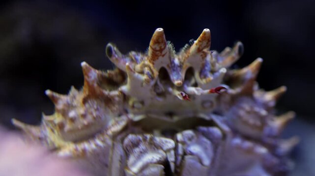 Close-up of a marine crab with spiky shell as it is gently touched by a human hand in an underwater environment showcasing intricate details and textures