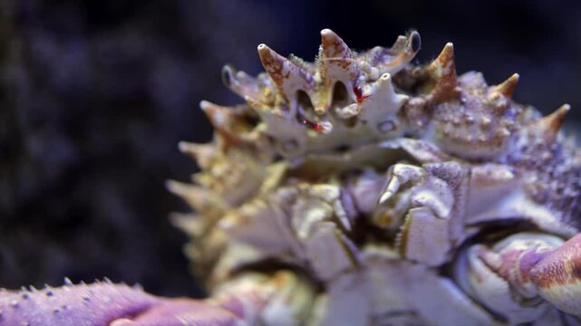 Crab with spiky shell moves across the sandy ocean floor, showcasing its claws and legs in a vibrant underwater environment filled with rocks and pebbles