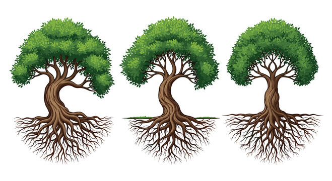 Illustration of three majestic trees with thick winding trunks, lush green canopies, and intricate root systems for botany.
