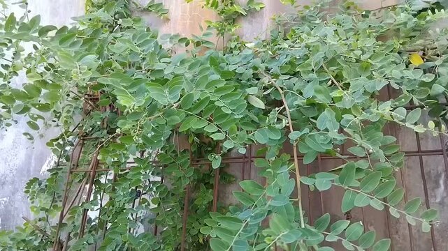 Green climbing plant on an iron fence or window trellis against a wall