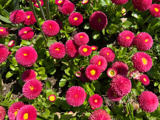 Bellis perennis flowers blooming in garden during spring season © Edward.S