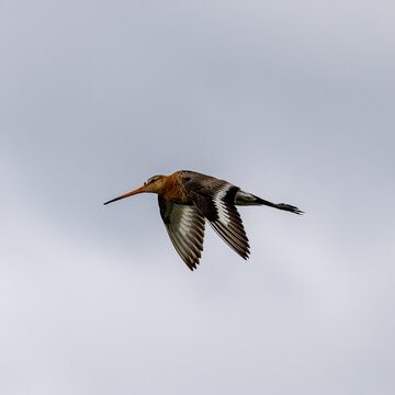black tailed gotwit