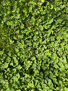 Dense patch of clover growing naturally in a lawn